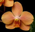 Орхидея Asconopsis Irene Dobkin (отцвёл)