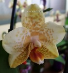 Орхидея Phalaenopsis, multiflora (отцвёл) 