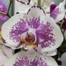Орхидея Phalaenopsis   