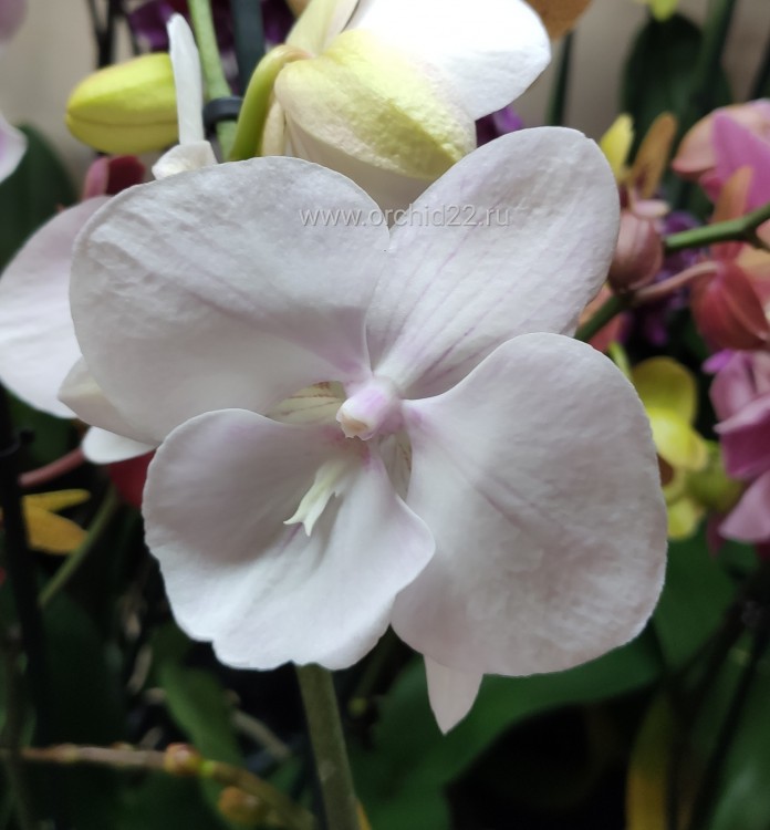 Орхидея Phalaenopsis Big Lip (отцвел)  