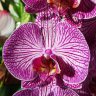 Орхидея Phalaenopsis Happy Minho 