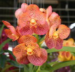 Орхидея Ascda. Phairot x Vanda Fuchs spotted orange (отцвела)