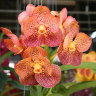 Орхидея Ascda. Phairot x Vanda Fuchs spotted orange (отцвела)