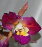 Орхидея Cattleya Pijnacker Sunset (отцвела)