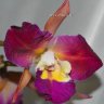 Орхидея Cattleya Pijnacker Sunset (отцвела)