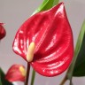 Anthurium Million Flowers Red (отцвел, РЕАНИМАШКА)