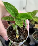 Орхидея Ludisia Discolor var. alba 'Jade Velvet' ( еще не цвела, РЕАНИМАШКА)