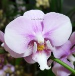 Орхидея Phalaenopsis Kerstin, multiflora 
