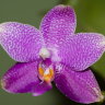 Орхидея Phalaenopsis Ho's Lovely Amethyst (еще не цвёл)