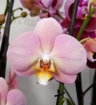 Орхидея Phalaenopsis Fangmey Baby Face 