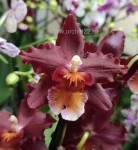 Орхидея Cambria Wild Fire