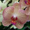 Орхидея Phalaenopsis                  