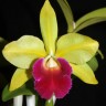 Орхидея Cattleya Star Garden (отцвела)          