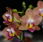 Орхидея Phalaenopsis Kantri, multiflora (отцвел)