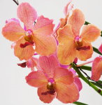 Орхидея Vanda Gulf of Siam x Ascda. Phairot (отцвела)