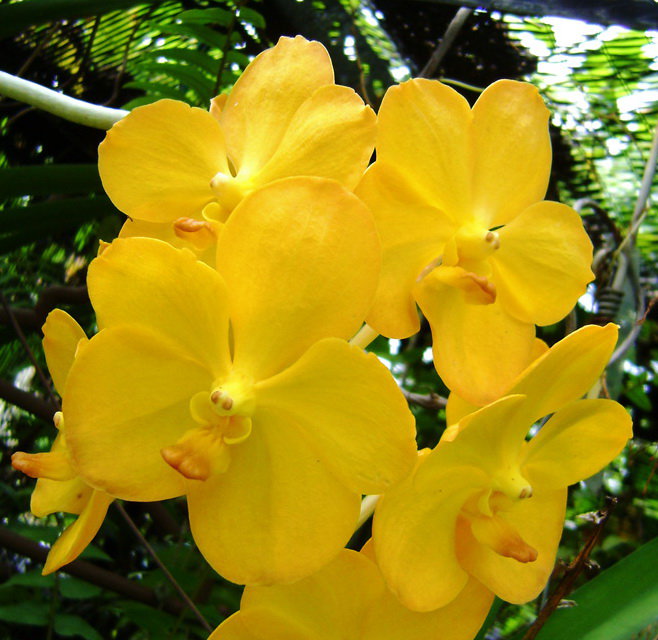 Орхидея Vanda Yellow 