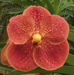 Орхидея Vanda Adisak Happiness (еще не цвела)  