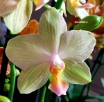 Орхидея Phalaenopsis, multiflora (отцвел)     