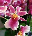 Орхидея Cambria (отцвела)       