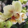 Орхидея Phalaenopsis Cancun, multiflora (отцвёл)