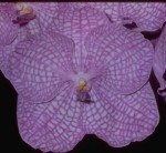 Орхидея Vanda Motes Indigo (еще не цвела)   