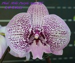 Орхидея Phalaenopsis Miki Purple Spot  (еще не цвел)  