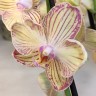 Орхидея Phalaenopsis Torino (отцвел, РЕАНИМАШКА)