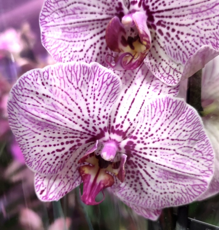 Орхидея Phalaenopsis (отцвёл, УЦЕНКА)