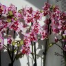 Орхидея Phal. Lianher Happy Pearl, multiflora (отцвел, РЕАНИМАШКА)