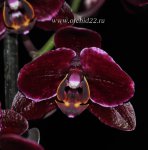 Орхидея Phalaenopsis Black Jack