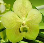 Орхидея Vanda Kultana Gold x V. sanderiana, alba (отцвела)