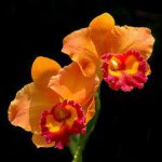 Орхидея Cattleya Orange (сеянцы)