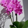 Орхидея Phalaenopsis Big Lip, multiflora  