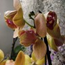 Орхидея Phalaenopsis Carrot Cake, peloric