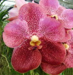 Орхидея Ascda Phairot x V. Srakaew x V. Bitz's Heartthrob (отцвела)