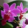 Орхидея Dtps Purple Gem 