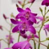 Орхидея Dendrobium Berry Oda (отцвел, деленка) 