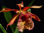 Орхидея Cattleya Frances Fox (отцвела)       