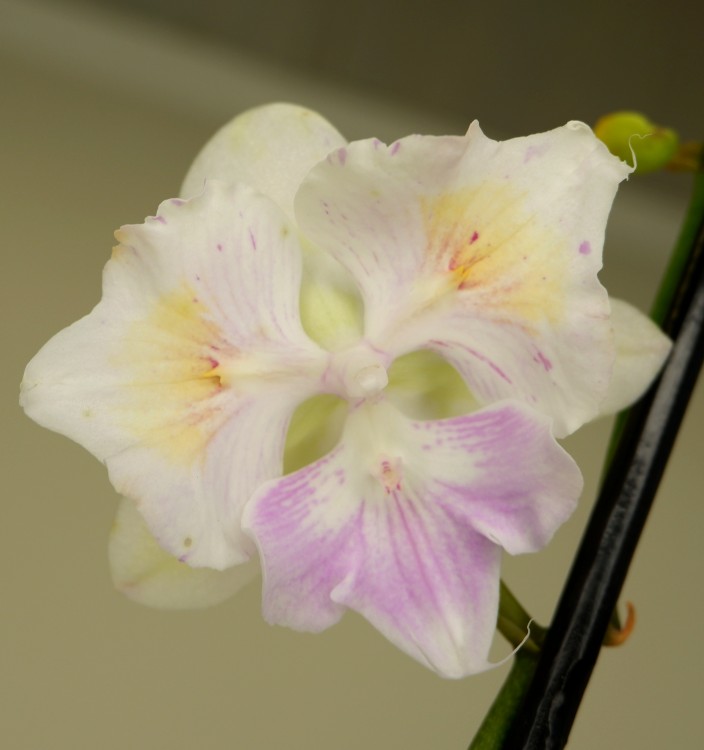 Орхидея Phalaenopsis Big lip, peloric  