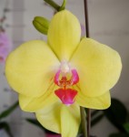 Орхидея Phalaenopsis Amber (отцвел)