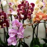 Орхидея Phalaenopsis Elegant Debora (отцвёл)
