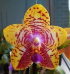 Орхидея Phalaenopsis Orchid World (еще не цвёл)