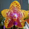 Орхидея Phalaenopsis Orchid World (еще не цвёл)