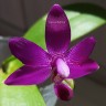 Орхидея Dtps Purple Martin x P. violacea indigo