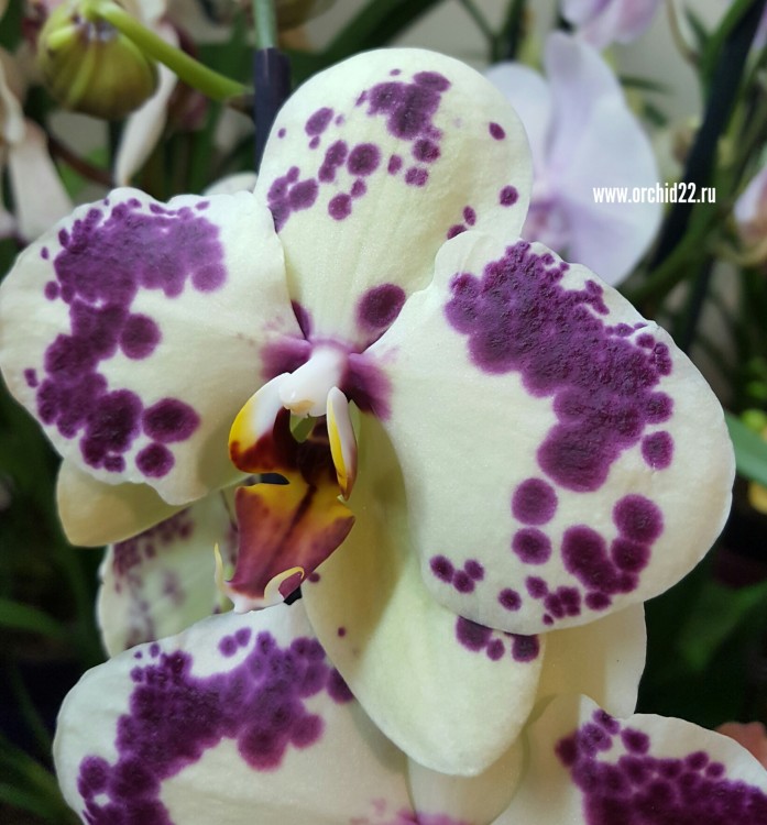 Орхидея Phalaenopsis Aneta (отцвел, УЦЕНКА)