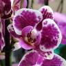 Орхидея Phalaenopsis, multiflora (отцвел, УЦЕНКА) 