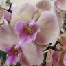 Орхидея Phal. Pastello Kizz, Big Lip (цветет, УЦЕНКА)