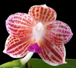 Орхидея Phalaenopsis javanica (ещё не цвёл) 