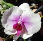 Орхидея Phalaenopsis Mountion (отцвел)