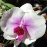 Орхидея Phalaenopsis Mountion (отцвел)